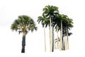 Palm tree isolated on white background, with clipping path. Royalty Free Stock Photo