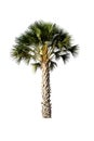 Palm tree isolated on white background, with clipping path. Royalty Free Stock Photo