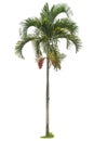 Palm tree isolated on white background. Clipping path included. Royalty Free Stock Photo