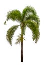 Palm tree isolated on white background. Clipping path included. Royalty Free Stock Photo