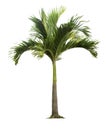 Palm tree isolated on white background with clipping paths