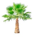 Palm tree isolated on white background Royalty Free Stock Photo