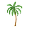 A palm tree