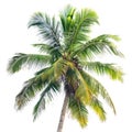 Palm Tree Isolated on White Background