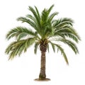 Palm Tree isolated on white background Royalty Free Stock Photo