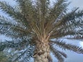 Palm Tree, Jeddah Cornish Coastline, Jeddah, Saudi Arabia Royalty Free Stock Photo