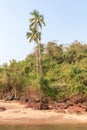 Palm tree and jungle on rocky coast, Agonda Beach, Goa Royalty Free Stock Photo