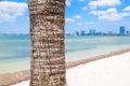 Palm Tree in Key Biscayne