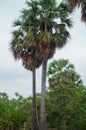 Cambodian Palm Tree or Derm Tnot