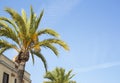 Palm tree kroon in city sunny day Royalty Free Stock Photo