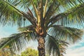 Maui - Coconut Palm