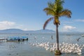 Palm tree on Lake Chapala surrounded by pelicans, pier with anchored motorboats and mountains in the background