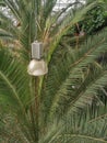 Palm tree with a lamp in the miidle. Recreation of a tropical climate in a palmhouse. Many green striped leaves.