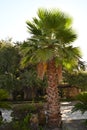Palm Tree Landscaping across from the Alamo, San Antonio, Texas Royalty Free Stock Photo