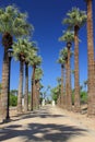 Palm tree lane Royalty Free Stock Photo