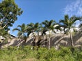 Palm tree and large banyan tree with blue sky that looks very beautiful