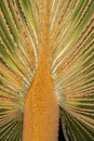 Latania Palm Tree Leaf
