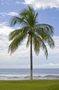 Palm tree, lawn and Pacific Ocean Royalty Free Stock Photo