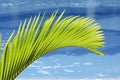 Palm tree leaf Royalty Free Stock Photo