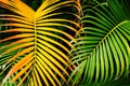 Palm tree leaf Royalty Free Stock Photo