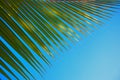 Palm tree leaf Royalty Free Stock Photo