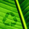 Palm tree leaf background and recycle logo