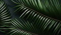 Palm tree leaf background. Tropical foliage closeup. Beauty spa salon concept. Beach summer exotic relax. Palm leaf top view flat