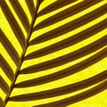 Palm tree leaf background, vivid tropical pattern