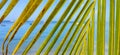 Palm tree leaf on the beach coco Royalty Free Stock Photo