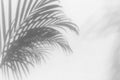 Palm tree leaf black shadow on white texture wall, gray tropical leaves reflection on light surface, abstract plant branch shade Royalty Free Stock Photo