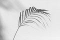 Palm tree leaf black shadow on white texture wall, gray tropical leaves reflection on light surface, abstract plant branch shade