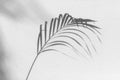 Palm tree leaf black shadow on white texture wall, gray tropical leaves reflection on light surface, abstract plant branch shade Royalty Free Stock Photo