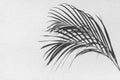 Palm tree leaf black shadow on white texture wall, gray tropical leaves reflection on light surface, abstract plant branch shade Royalty Free Stock Photo