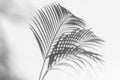 Palm tree leaf black shadow on white texture wall, gray tropical leaves reflection on light surface, abstract plant branch shade Royalty Free Stock Photo