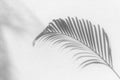 Palm tree leaf black shadow on white texture wall, gray tropical leaves reflection on light surface, abstract plant branch shade Royalty Free Stock Photo