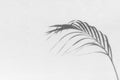 Palm tree leaf black shadow on white texture wall, gray tropical leaves reflection on light surface, abstract plant branch shade Royalty Free Stock Photo