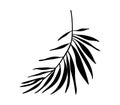 Palm leaf black vector silhouette.