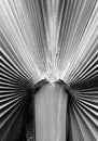 Palm tree leaf black & white Royalty Free Stock Photo