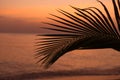 Palm tree leaf on blur tropical sunset beach background. Travel concept template. Royalty Free Stock Photo