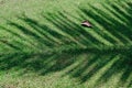 Palm tree leaf casting the shadow on green grass Royalty Free Stock Photo