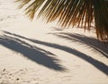 Palm tree leaf casting shadow on warm sand of tropical island tourist resort during summer holiday vacation Royalty Free Stock Photo