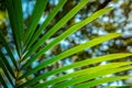 Coconut palm tree leaf, close-up Royalty Free Stock Photo