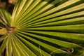 Palm tree leaf close-up macro photo Royalty Free Stock Photo