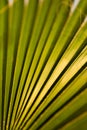 Palm tree leaf close-up macro photo Royalty Free Stock Photo