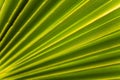 Palm tree leaf close-up macro photo Royalty Free Stock Photo