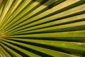 Palm tree leaf close-up macro photo Royalty Free Stock Photo