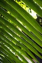 Palm tree leaf close up with shadow. Abstract close-up of a green palm leaf.Texture of green palm leaf background Royalty Free Stock Photo