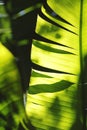 Palm tree leaf close-up Royalty Free Stock Photo