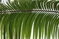 Palm tree leaf closeup daytime