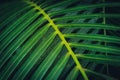 Palm tree leaf closeup - tropical palm tree leaves - Royalty Free Stock Photo